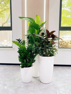 探寻前湾花木租赁，价格超实惠，美家轻松搞定！